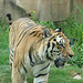 20090611 3304DSCw [D~H] Sibirischer Tiger (Panthera tigris altaica), Zoo Hannover