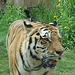 20090611 3306DSCw [D~H] Sibirischer Tiger (Panthera tigris altaica), Zoo Hannover
