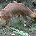 20090611 3308DSCw [D~H] Chinesischer Muntjak (Muntiacus reevesi), Zoo Hannover