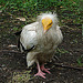 20090611 3310DSCw [D~H] Schmutzgeier (Neophron percnopterus), Zoo Hannover