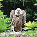 20090611 3312DSCw [D~H] Gänsegeier, Zoo Hannover