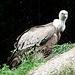 20090611 3313DSCw [D~H] Gänsegeier, Zoo Hannover
