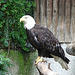 20090611 3319DSCw [D~H] Weißkopfseeadler, Zoo Hannover