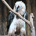 20090611 3322DSCw [D~H] Bartgeier, Zoo Hanover