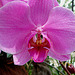 20070424 0176DSCw [D~KN] Orchidee, Insel Mainau