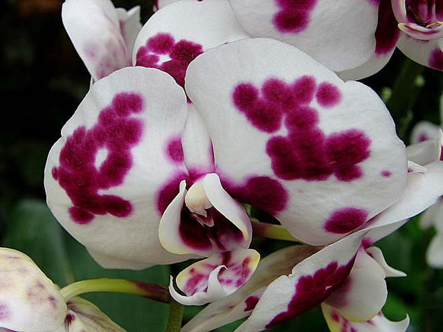 20070424 0177DSCw [D~KN] Orchidee, Insel Mainau