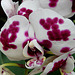 20070424 0177DSCw [D~KN] Orchidee, Insel Mainau