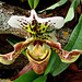 20070424 0179DSCw [D~KN] Orchidee, Insel Mainau