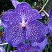 20070424 0181DSCw [D~KN] Orchidee, Insel Mainau