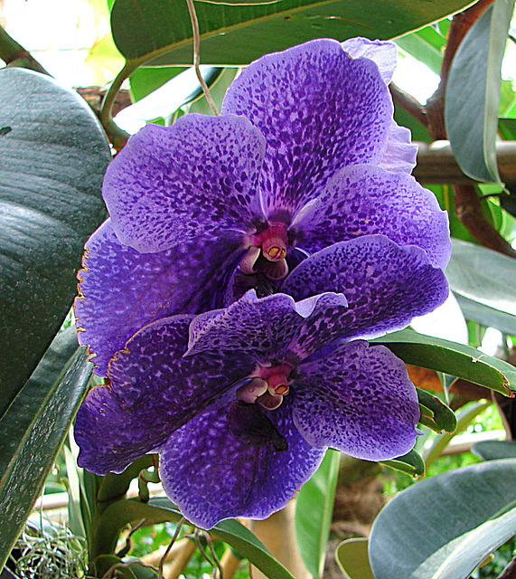 20070424 0182DSCw [D~KN] Orchidee, Insel Mainau