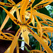 20070424 0185DSCw [D~KN] Orchidee, Insel Mainau