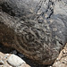 Three Rivers Petroglyphs (5936)