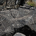 Three Rivers Petroglyphs (5940)