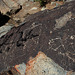 Three Rivers Petroglyphs (5943)