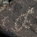 Three Rivers Petroglyphs (5953)