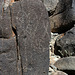 Three Rivers Petroglyphs (5954)