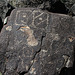 Three Rivers Petroglyphs (5955)