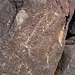 Three Rivers Petroglyphs (5958)