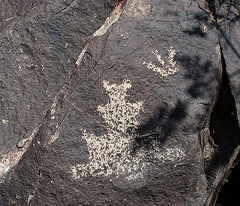 Three Rivers Petroglyphs (5967)
