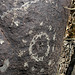Three Rivers Petroglyphs (5980)