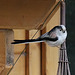 Mésange à longue queue