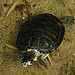 20090611 3257DSCw [D~H] Zierschildkröte, Zoo Hannover
