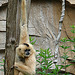 20090611 3260DSCw [D~H] Gelbwangenschopfgibbon (Nomascus gabriellae) [Lar], Zoo Hannover