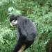 20090611 3265DSCw [D~H] Gelbwangenschopfgibbon (Nomascus gabriellae) [Lar], Zoo Hannover