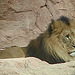 20090611 3266DSCw [D~H] Berberlöwe (Panthera leo leo), Zoo Hannover