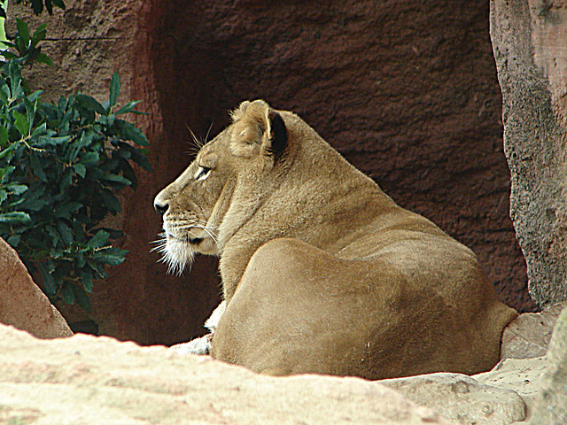 20090611 3267DSCw [D~H] Berberlöwe (Panthera leo leo), Zoo Hannover