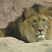 20090611 3268DSCw [D~H] Berberlöwe (Panthera leo leo), Zoo Hannover