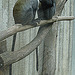 20090611 3272DSCw [D~H] Weißkehlmeerkatze (Cercopithecus albogularis), Zoo Hannover