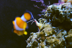 Meister Krabbe und Nemo