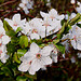 20100412 2025Ww [D~LIP] Kirschblüten, Bad Salzuflen