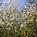 20100412 2026Ww [D~LIP] Kirschblüten, Bad Salzuflen