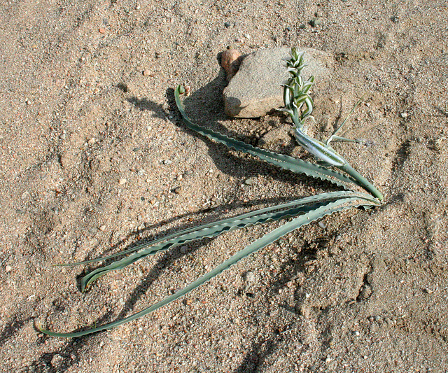 Desert Lily at Bat Cave Butte (3922)