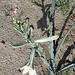 Desert Lily at Bat Cave Butte (3924)