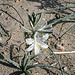 Desert Lily at Bat Cave Butte (3925)