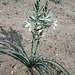 Desert Lily at Bat Cave Butte (3926)