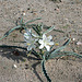 Desert Lily at Bat Cave Butte (3927)