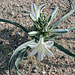 Desert Lily at Bat Cave Butte (3929)