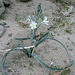 Desert Lily at Bat Cave Butte (3940)
