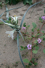 Desert Lily at Bat Cave Butte (3942)