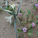 Desert Lily at Bat Cave Butte (3942)