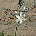 Desert Lily at Bat Cave Butte (3945)