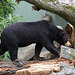 20090910 0529Aw [D~MS] Malaienbär (Helarctos malayanus), Zoo, Münster
