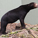 20090910 0530Aw [D~MS] Malaienbär (Helarctos malayanus), Zoo, Münster
