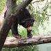 20090910 0531w [D~MS] Malaienbär (Helarctos malayanus), Zoo, Münster