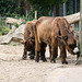 20090910 0533Aw [D~MS] Poitou-Esel (Equus asinus f, domesticus), Zoo, Münster