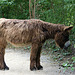 20090910 0536Aw [D~MS] Poitou-Esel (Equus asinus f. domesticus), Zoo, Münster